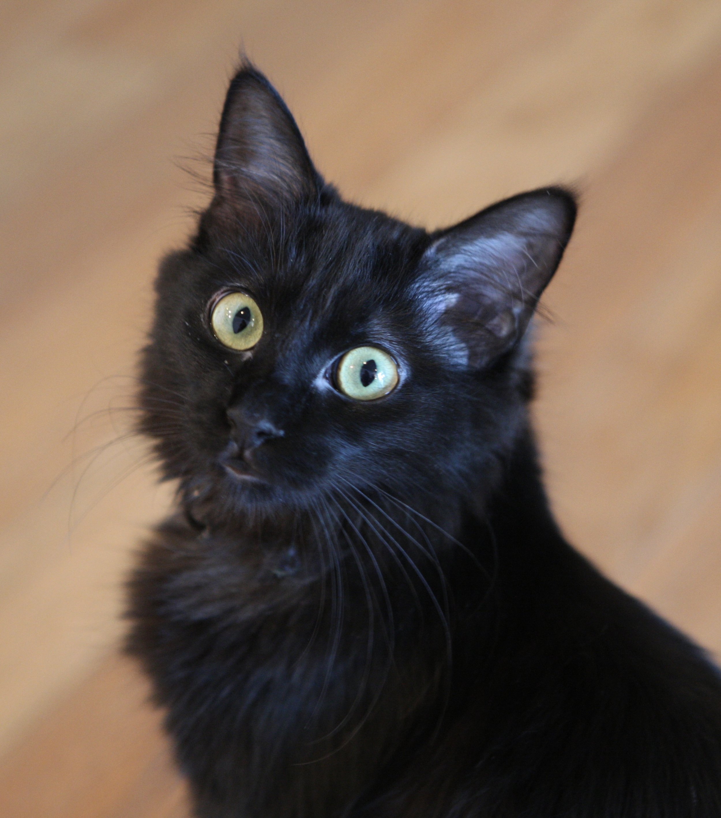 Jared's cat Sydney.